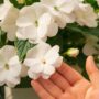 New Guinea Impatiens – Super Sonic White – 8″ Hanging Basket